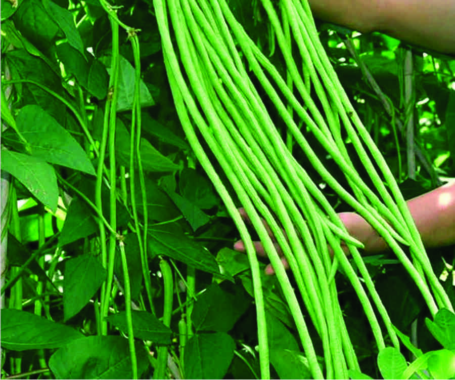 Aravali (Yard Long Beans)